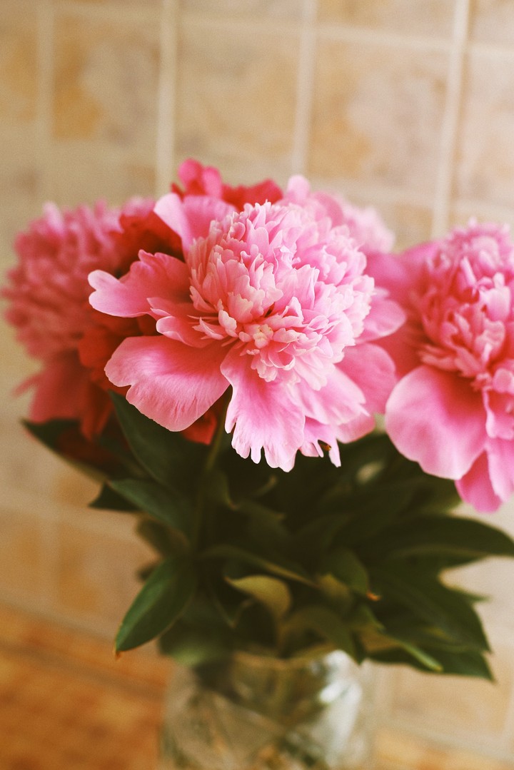 pink peonies