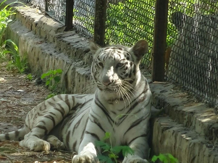 White Tiger