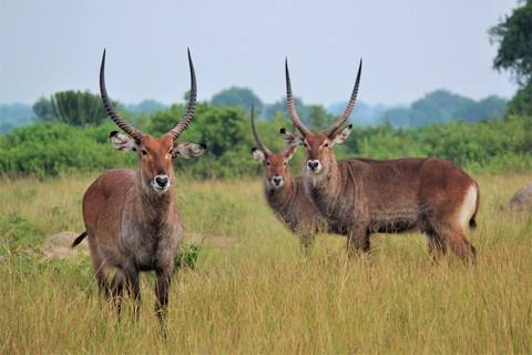 fondos de pantalla fauna, waterbuck