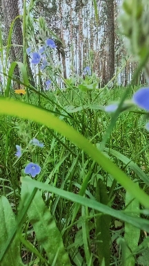 forest