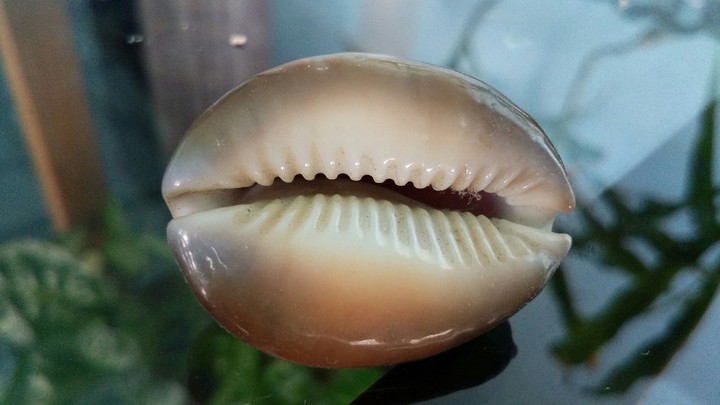 seashell