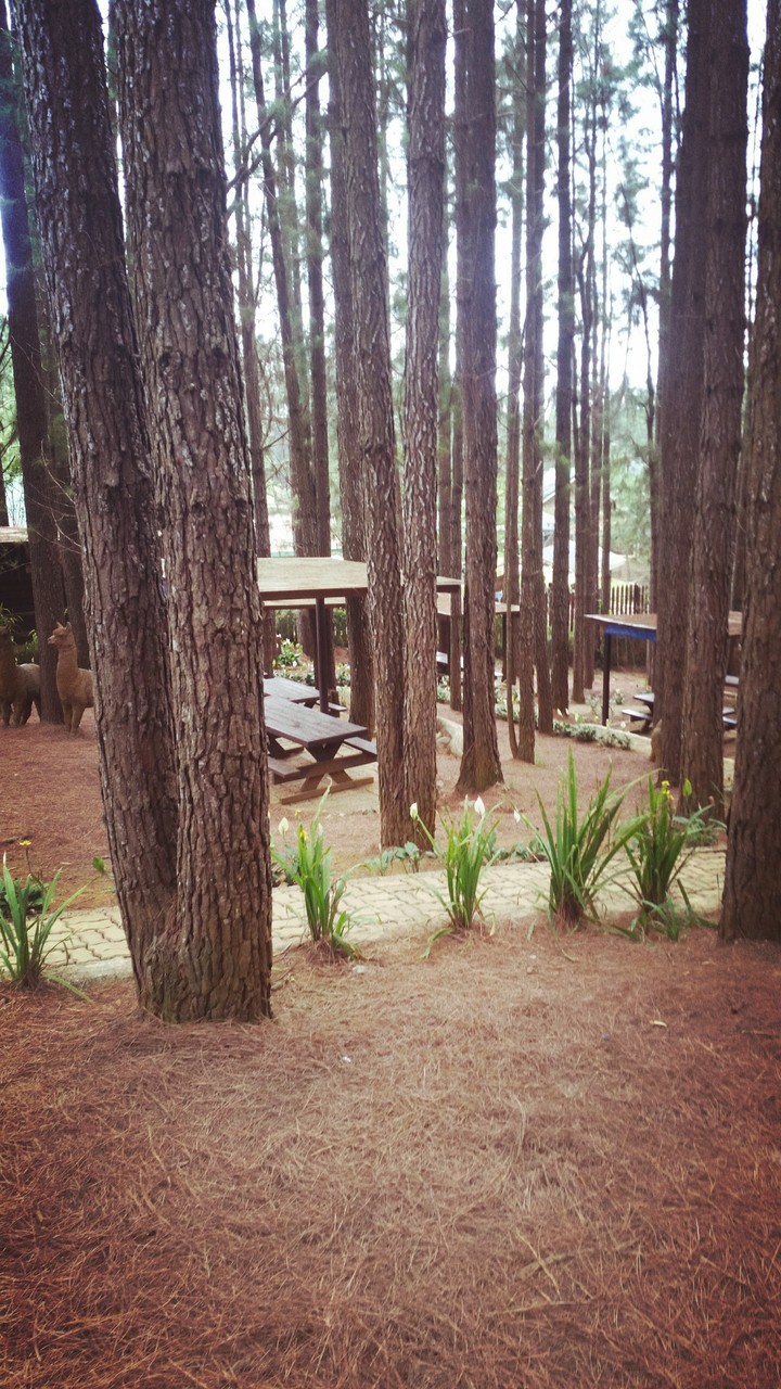 woods