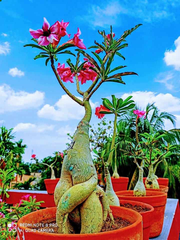 Touching the Sky