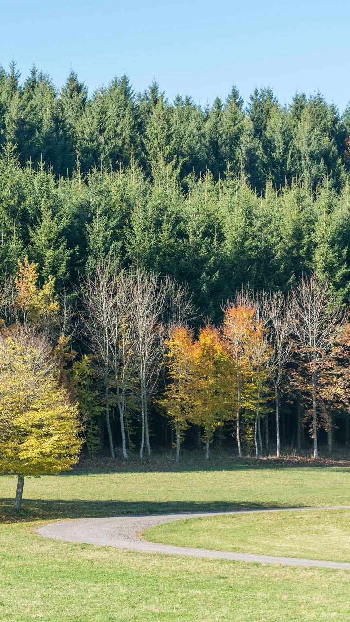 Forest