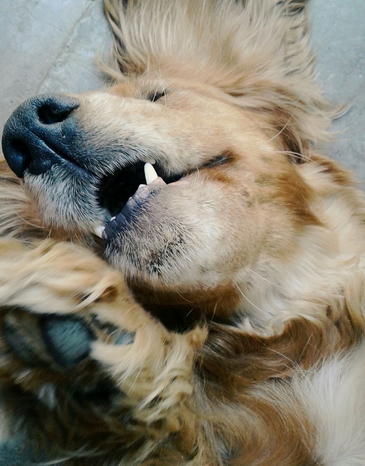 Dog