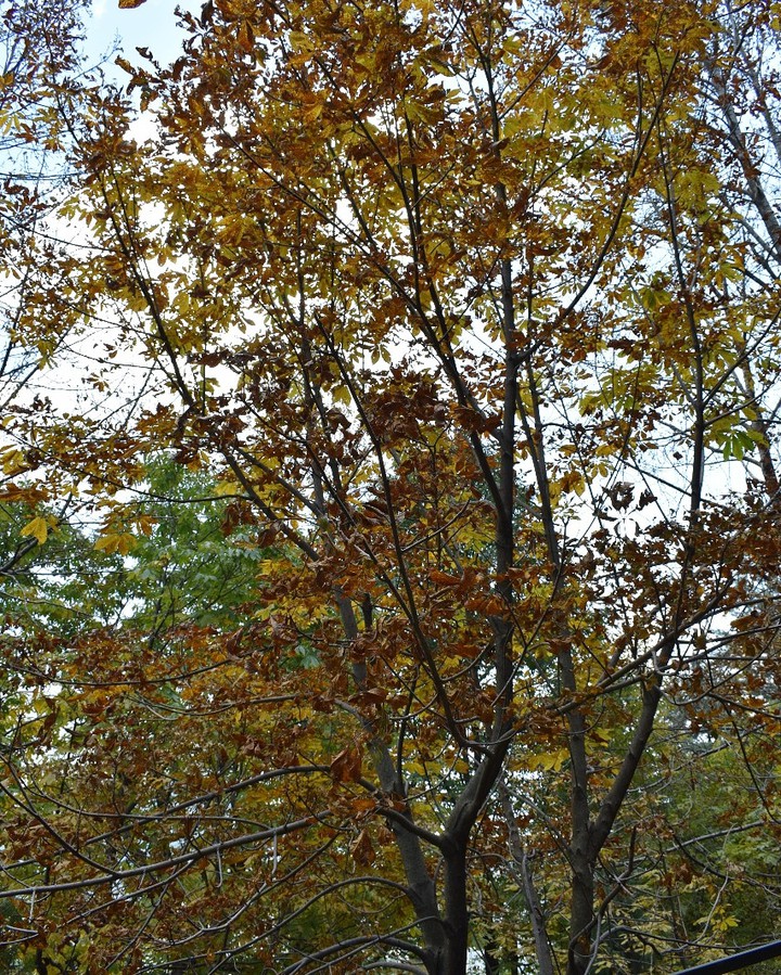 Beautiful Nature
