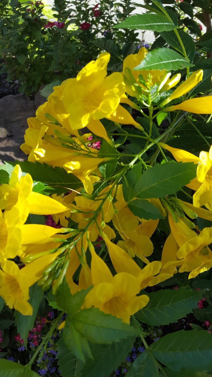 yellow flowers