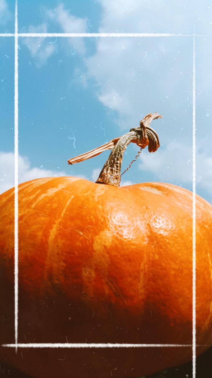pumpkin