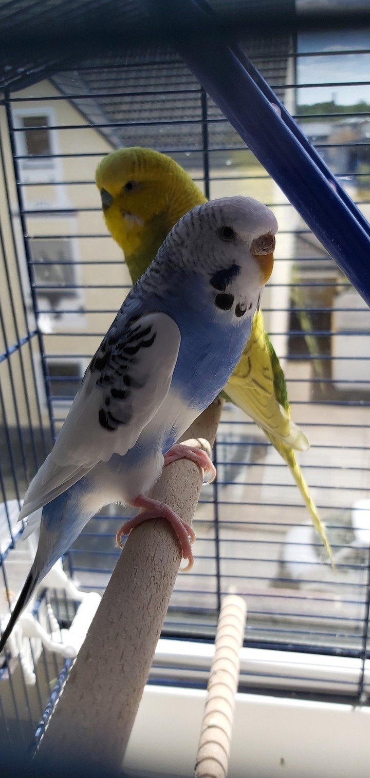 Budgies
