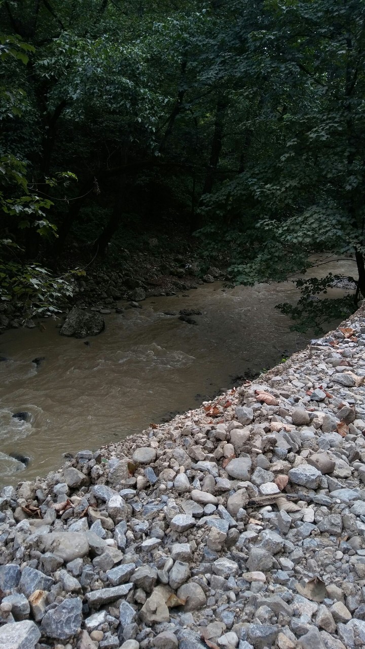 A river under a tree