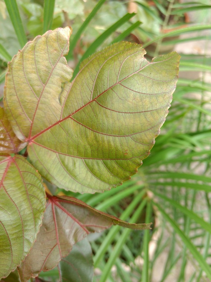 beauty of nature - leaf