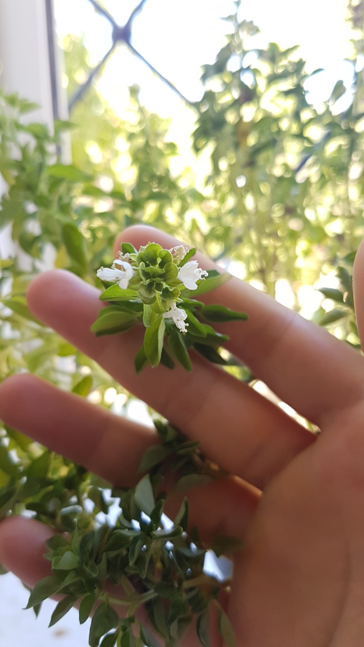 Flower