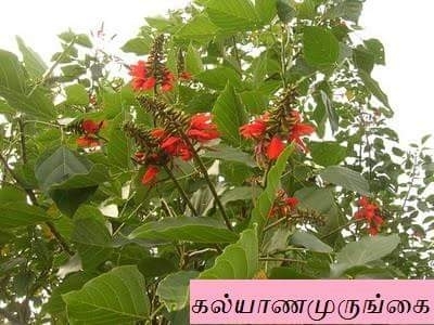 கல்யாண முருங்கை மரம்