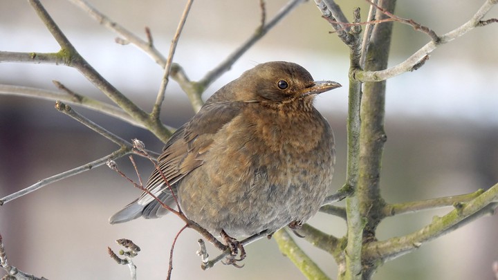 Bird