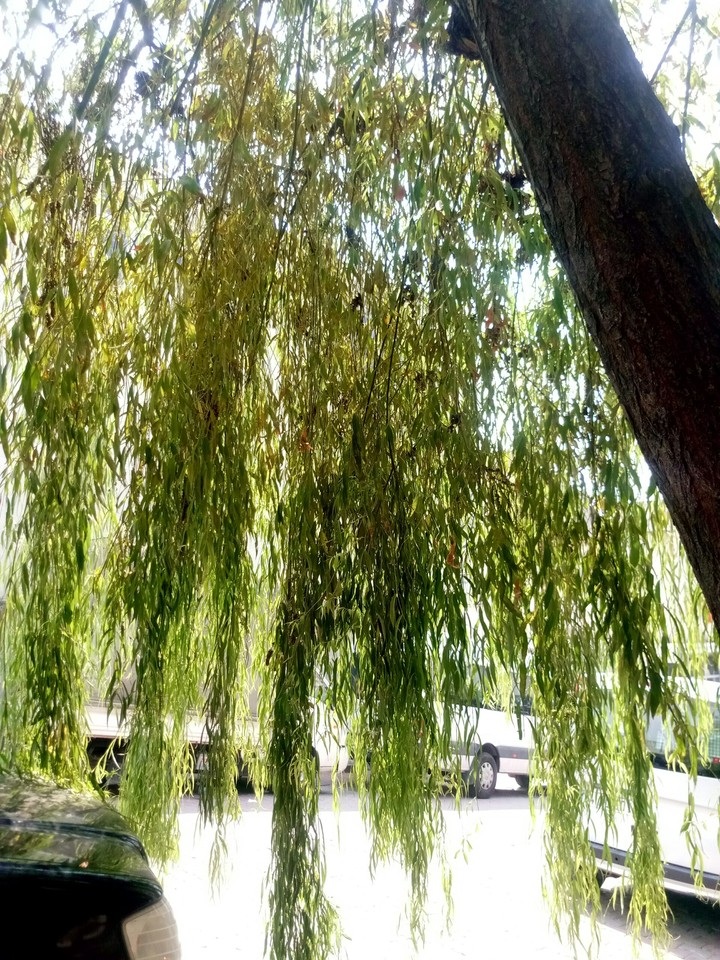 ağaçlar