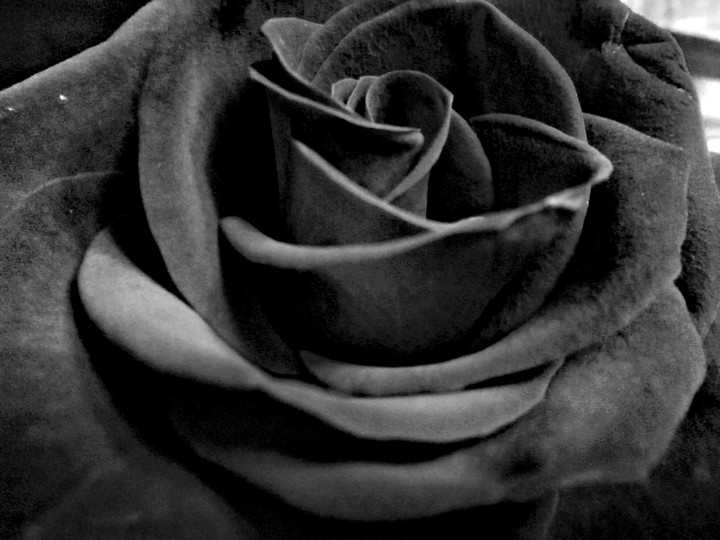 Black rose