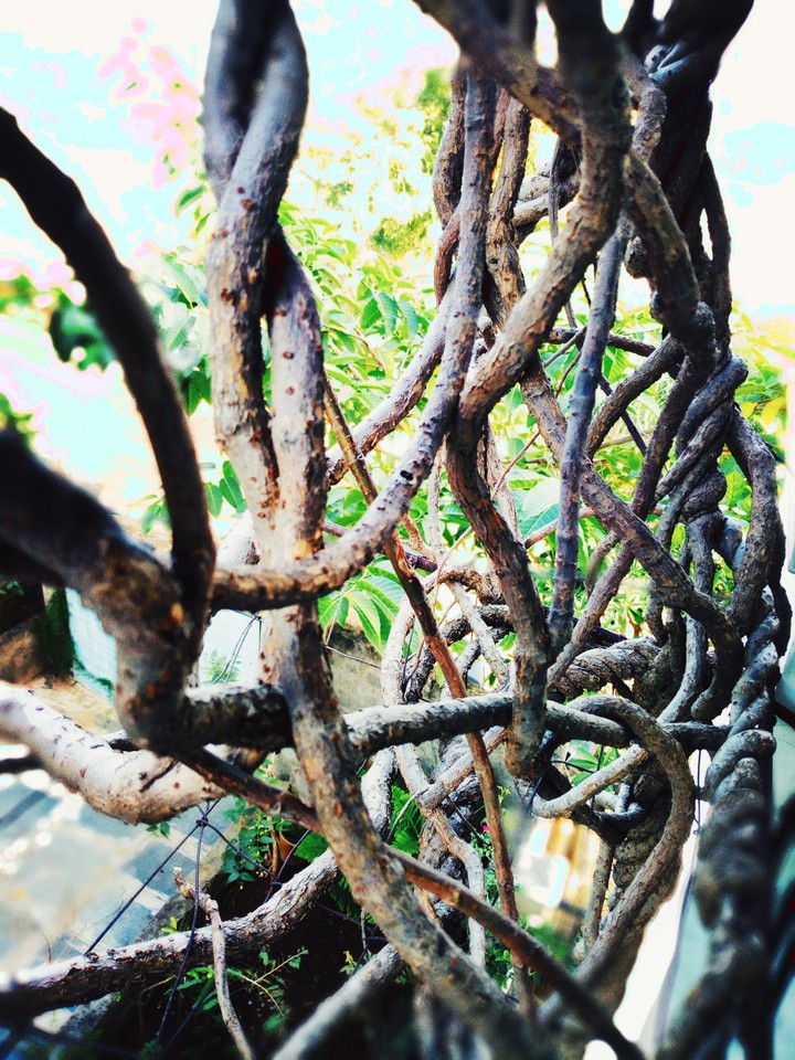 nature