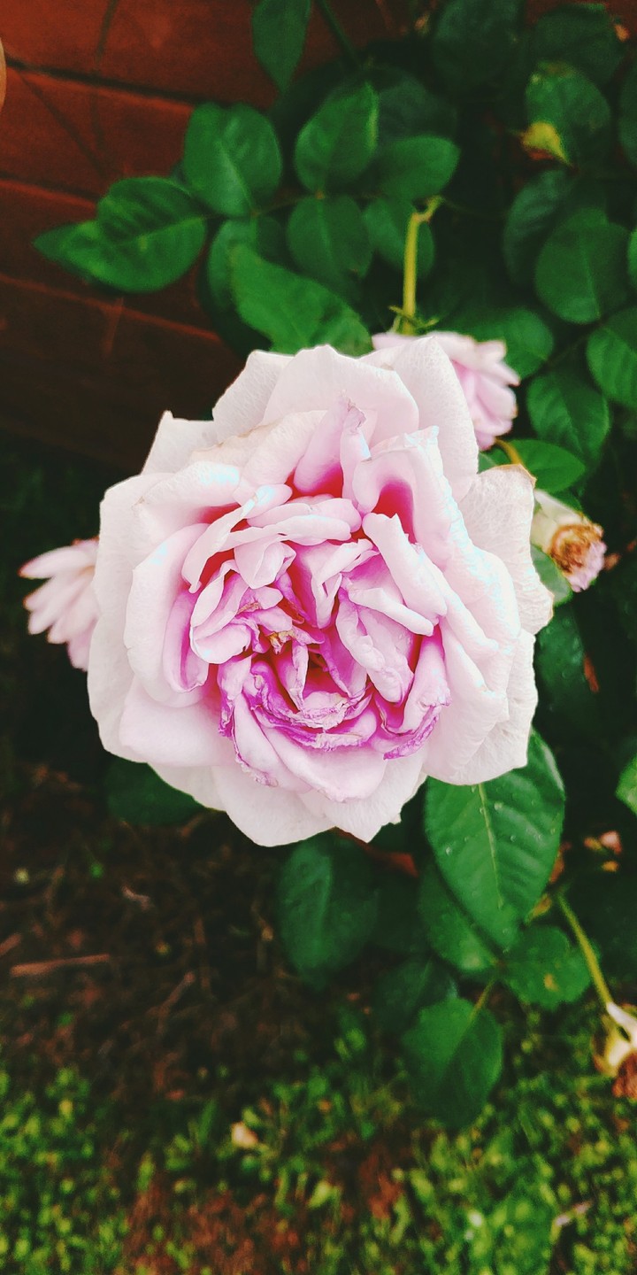 Pink Rose