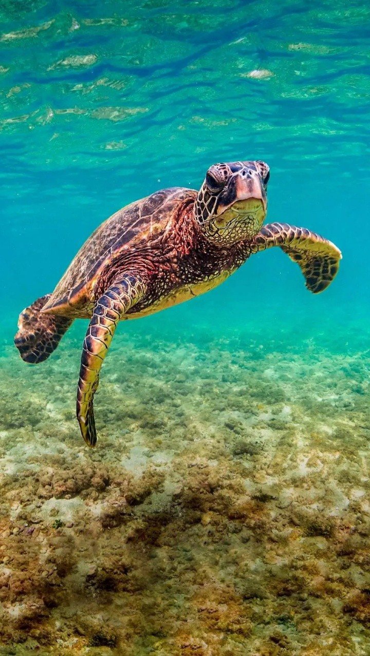 Tortoise...