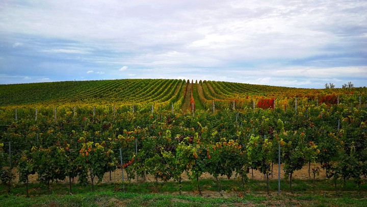 vineyard