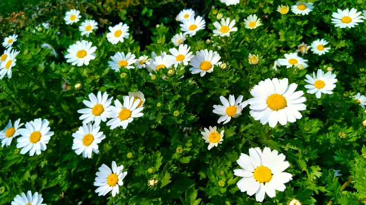 Camomile