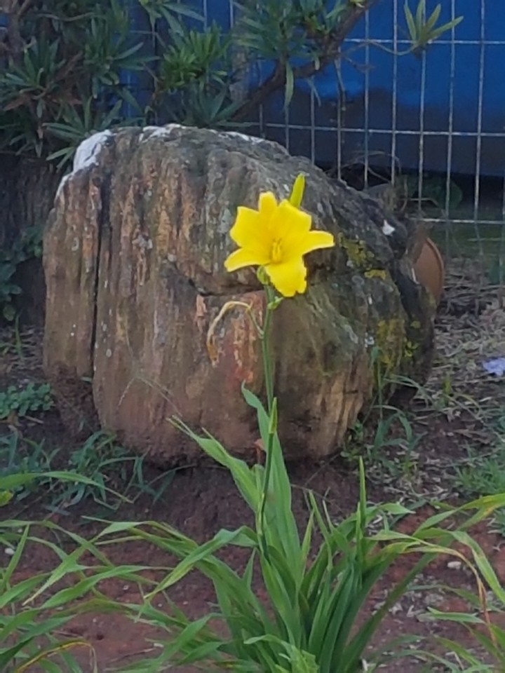 flor amarela