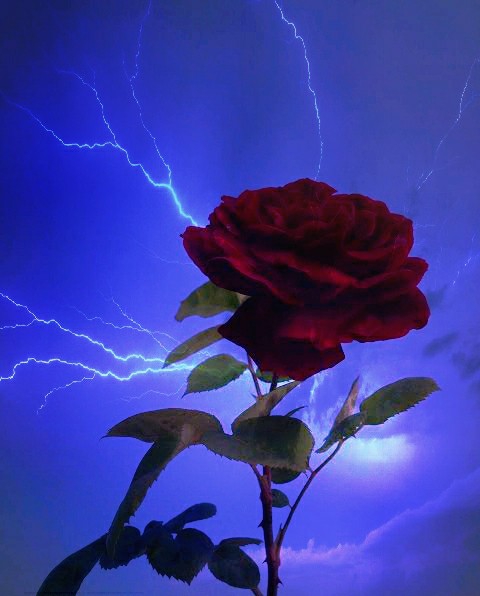rose and lighting