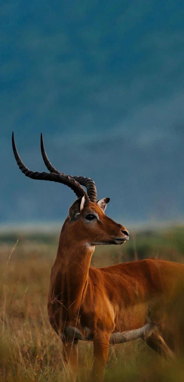 deer