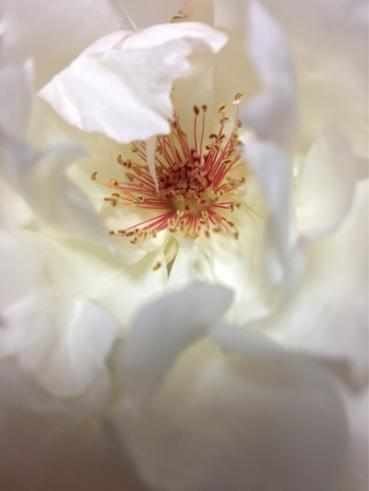 blanca