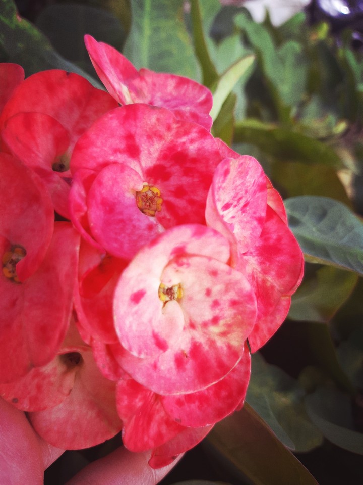 color of beutiful blood of flower