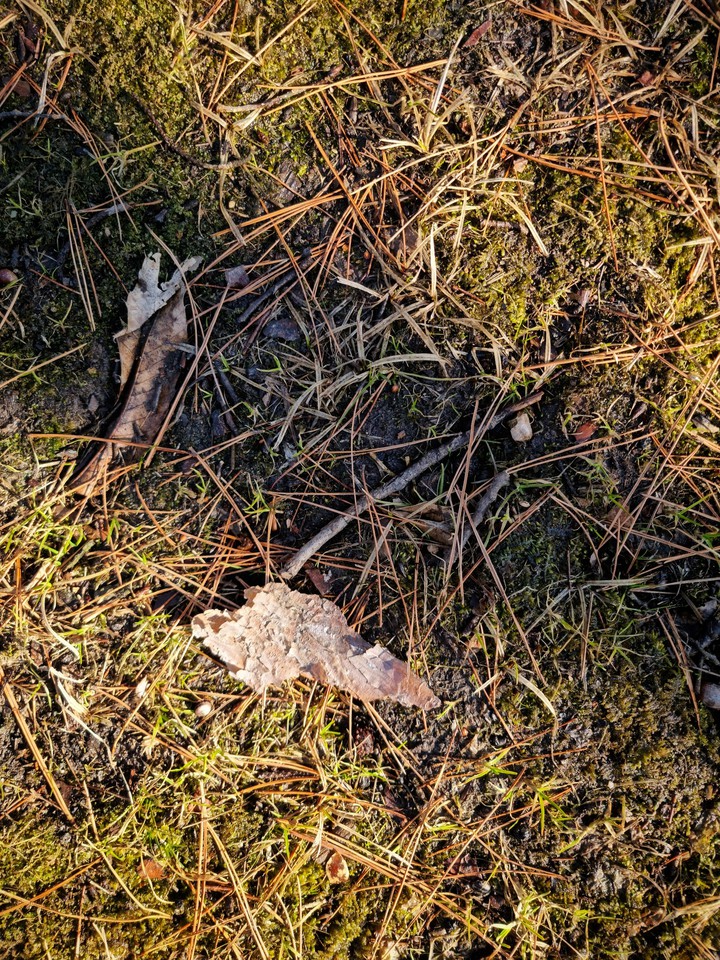 Texture of the forest floor