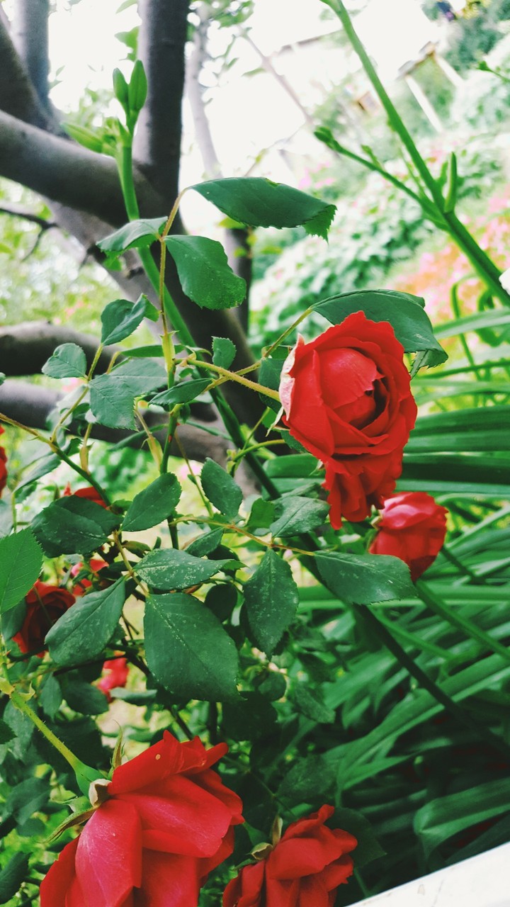 Scarlet roses