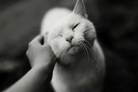 sweety