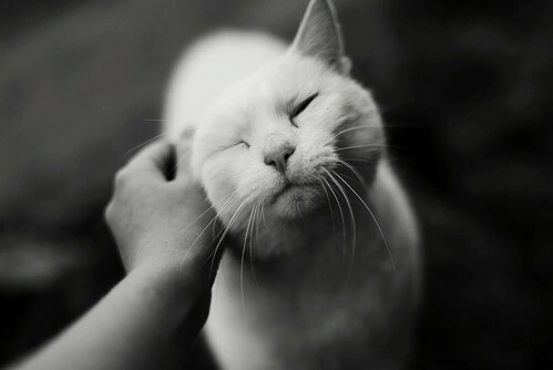 sweety