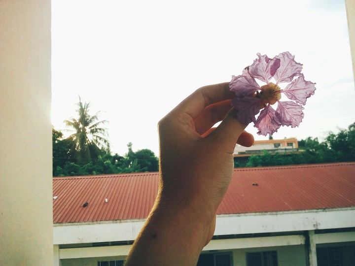 VietNamese flower in summer.