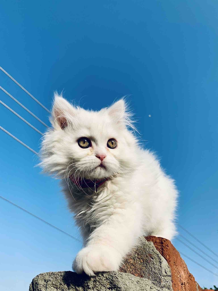 Snowbell