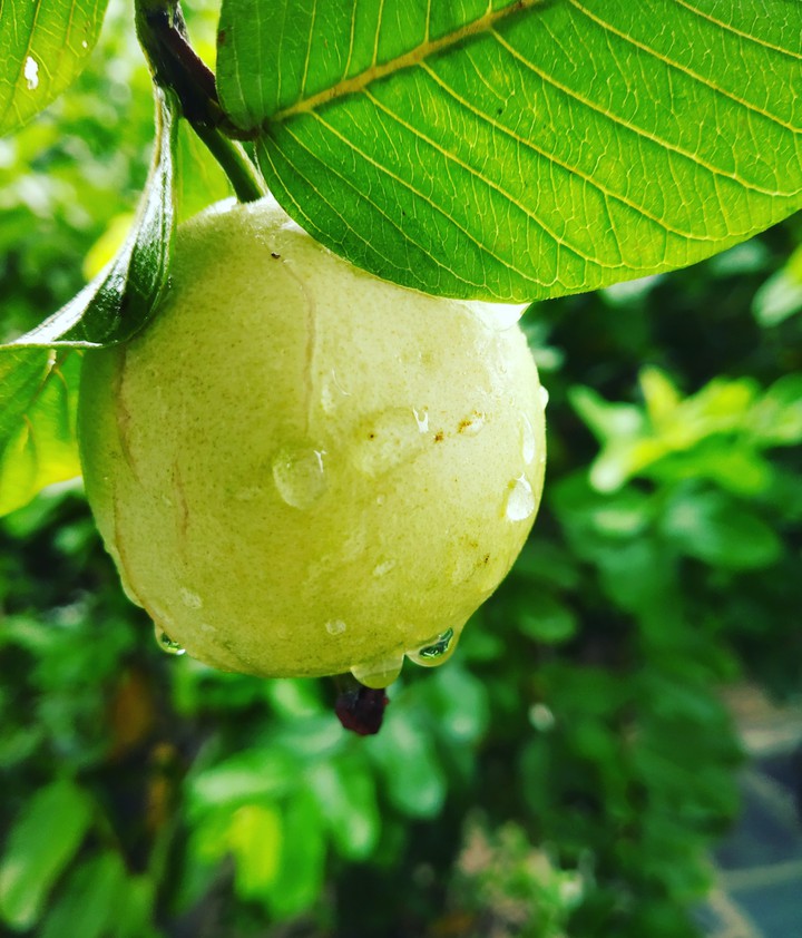 fruit