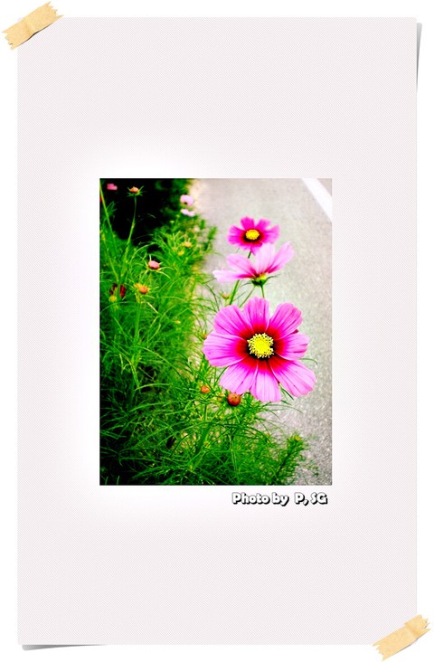 обои wildflower, flower