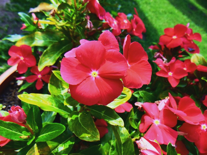 Flower