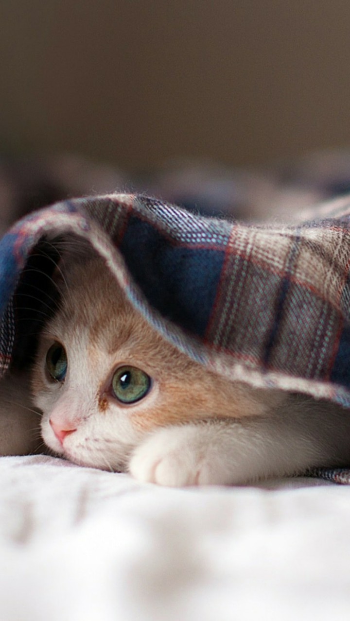 котик