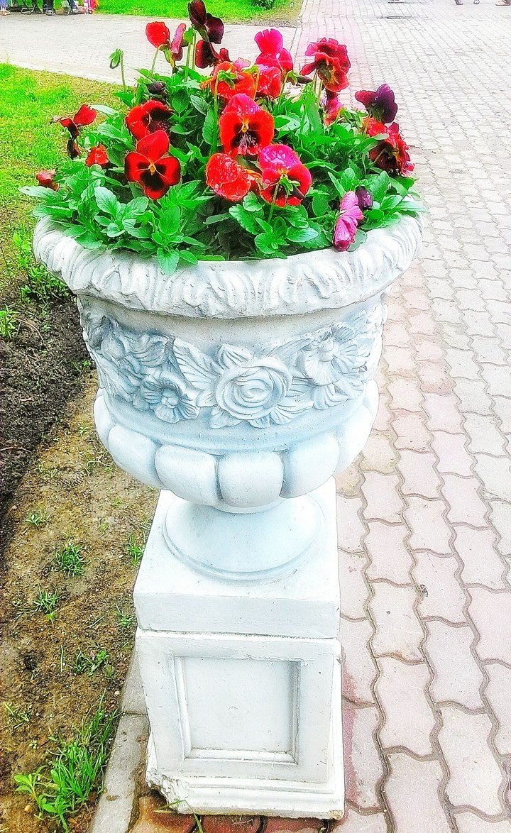 flowers