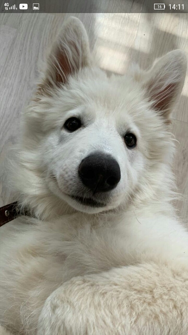 собака