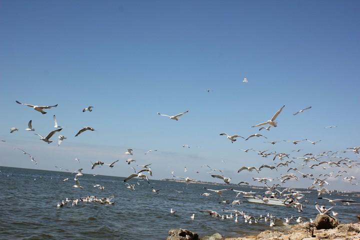 sea and birds