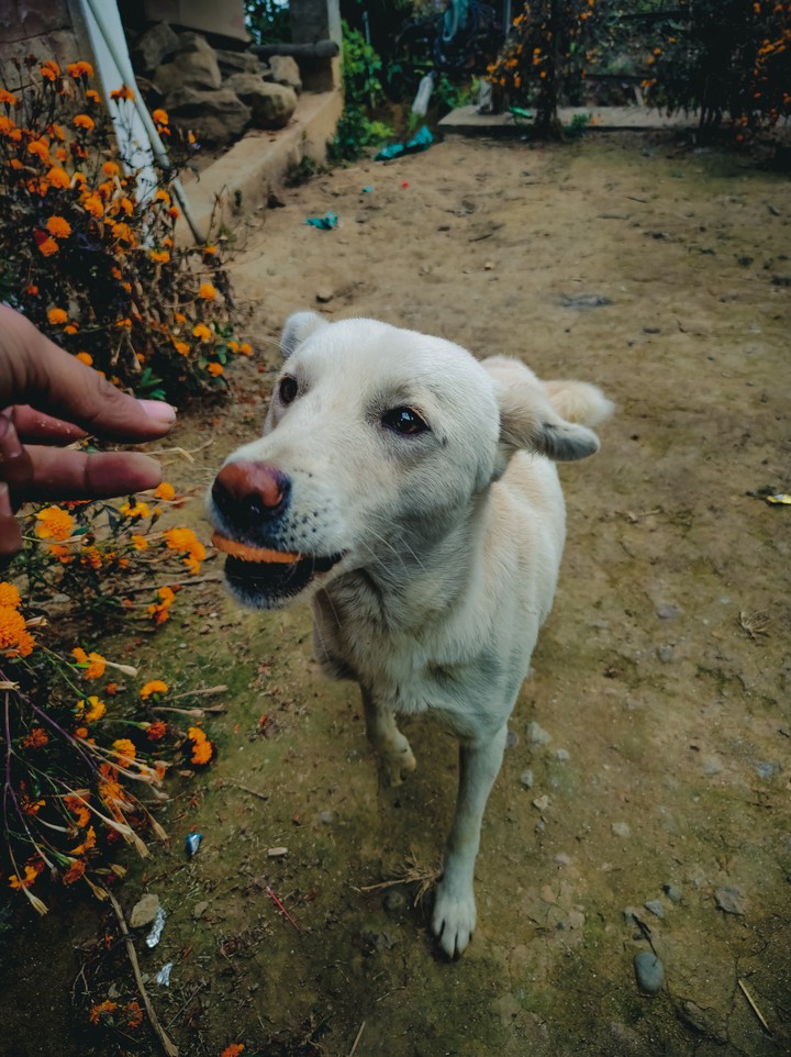 Darjeeling, West Bengal, India