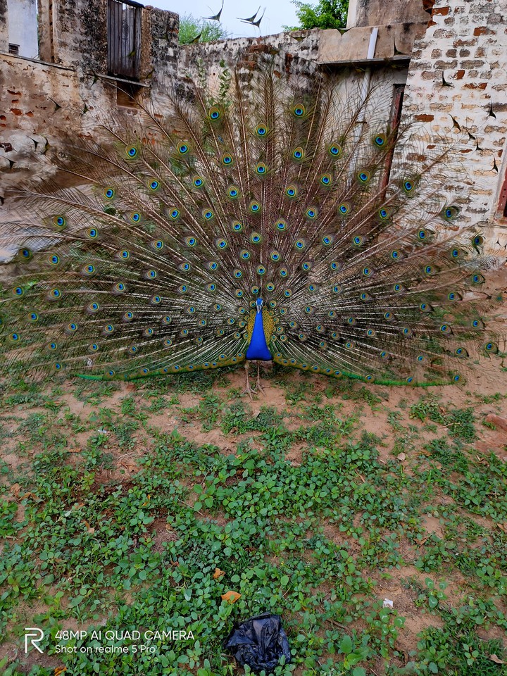 peacock