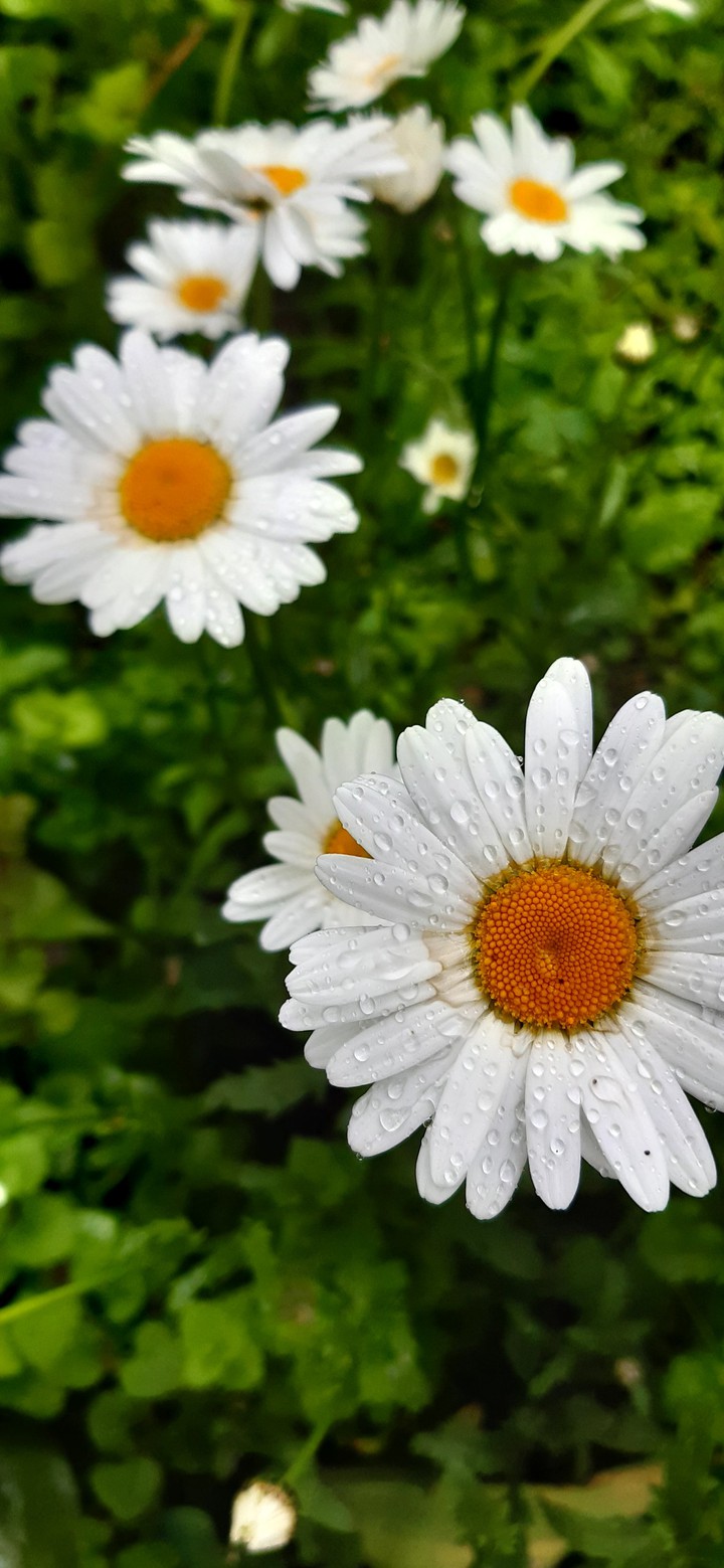 #chamomile