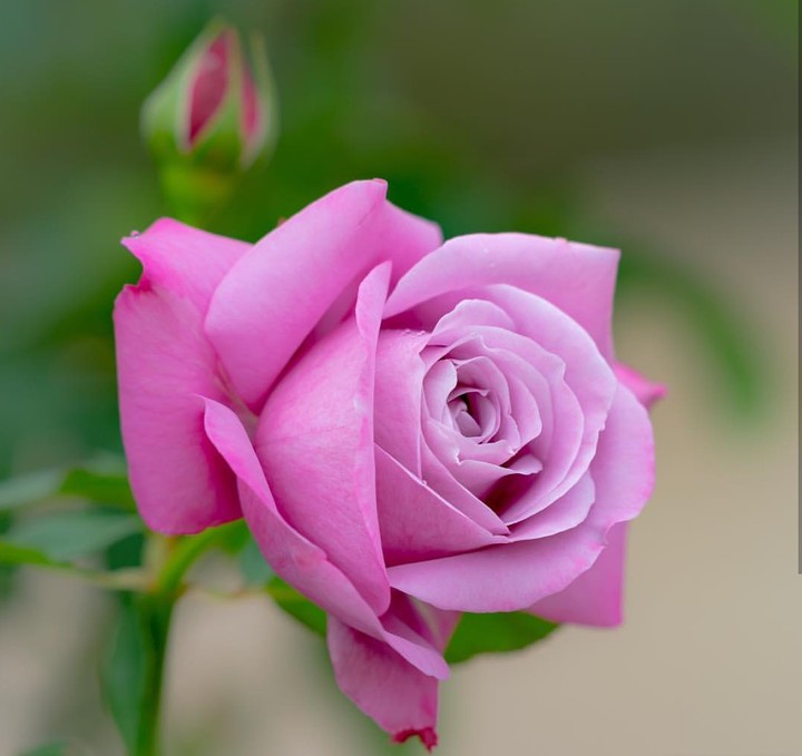 Roses růže