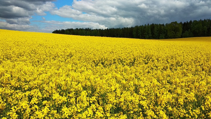 Yellow landscape