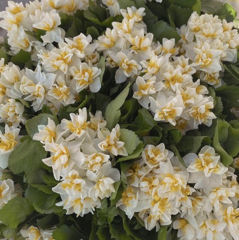 White, groundcover Hintergrundbilder