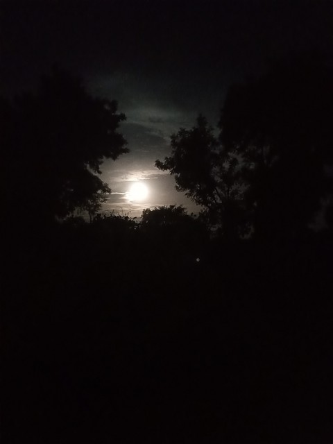Night Beauty